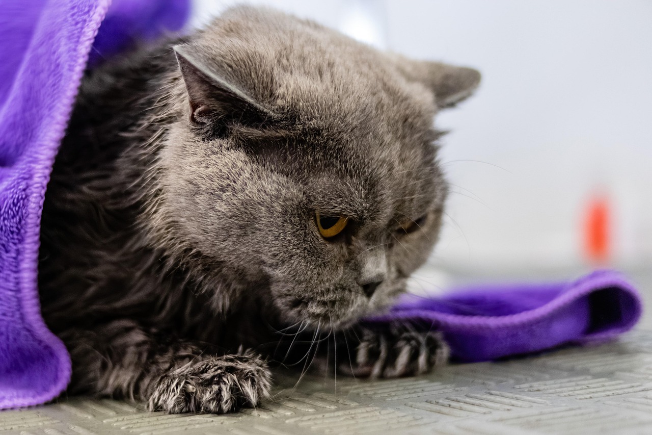 grooming, cat, pet care, pet, feline, animal, pet salon, kitten